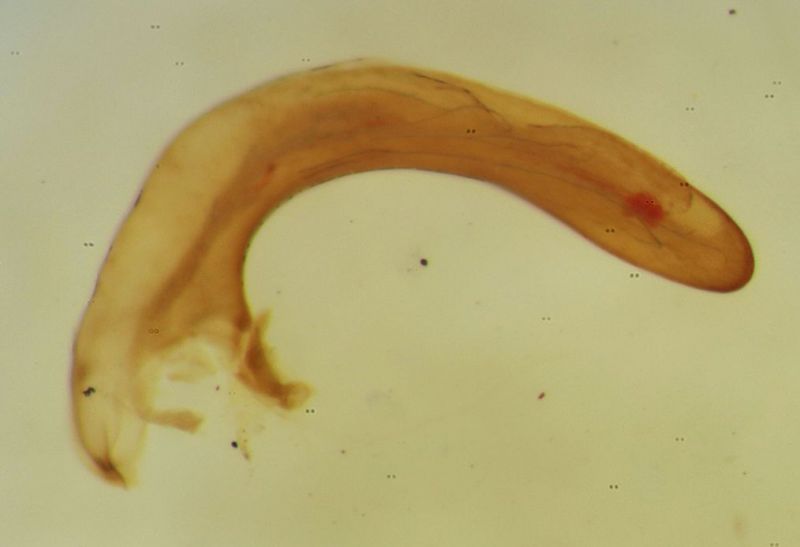 edeago brachinusrid.jpg