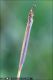 Creoleon_plumbeus_F_0471.jpg