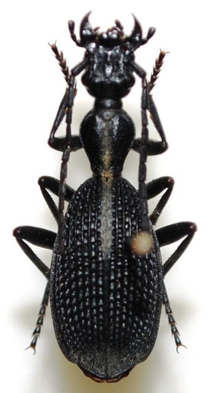 Cypholoba sp..JPG