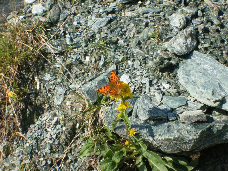 U-0892 - 006 - Foto Lorenzo Bignami LUG 2006 018.jpg