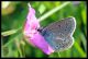 Eumedonia eumedon lato b.jpg