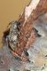 Leiopus_nebulosus_IMG_9977.JPG
