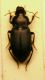 aa Harpalus.JPG
