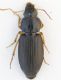 parophonus2.jpg