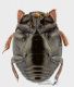 histerid_v_s.JPG