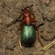 Brachinus_Ciciliano_28-III-2011.jpg