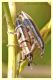 Curculionidae.JPG