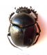 Scarabaeidae-di-Grecia-(2)-.jpg