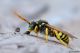 DSC_5010apbase.jpg