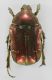 cetonide 1b r.jpg