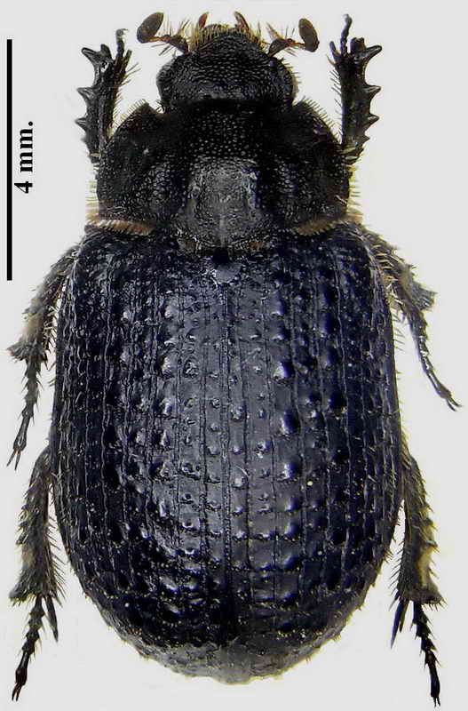 Trox granulipennis medido.jpg