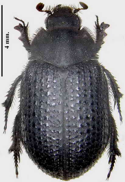 Trox cotodognanensis.jpg