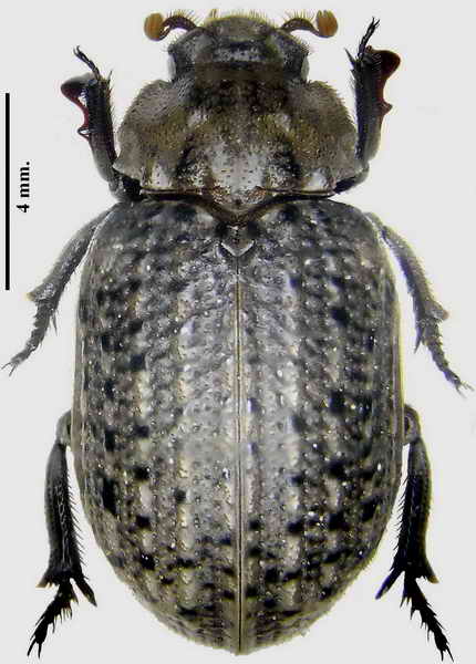 Omorgus suberosus .jpg