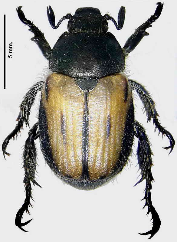 Blitopertha lineata medido.jpg