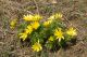 Adonis_vernalis_IMG_9363.JPG