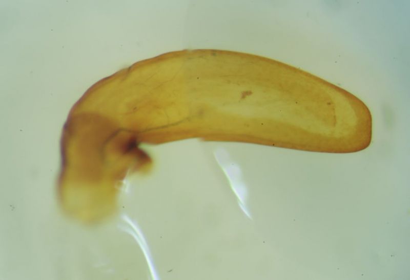 edeago bcrepitansrid.jpg