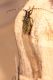 Agapanthia sicula.JPG