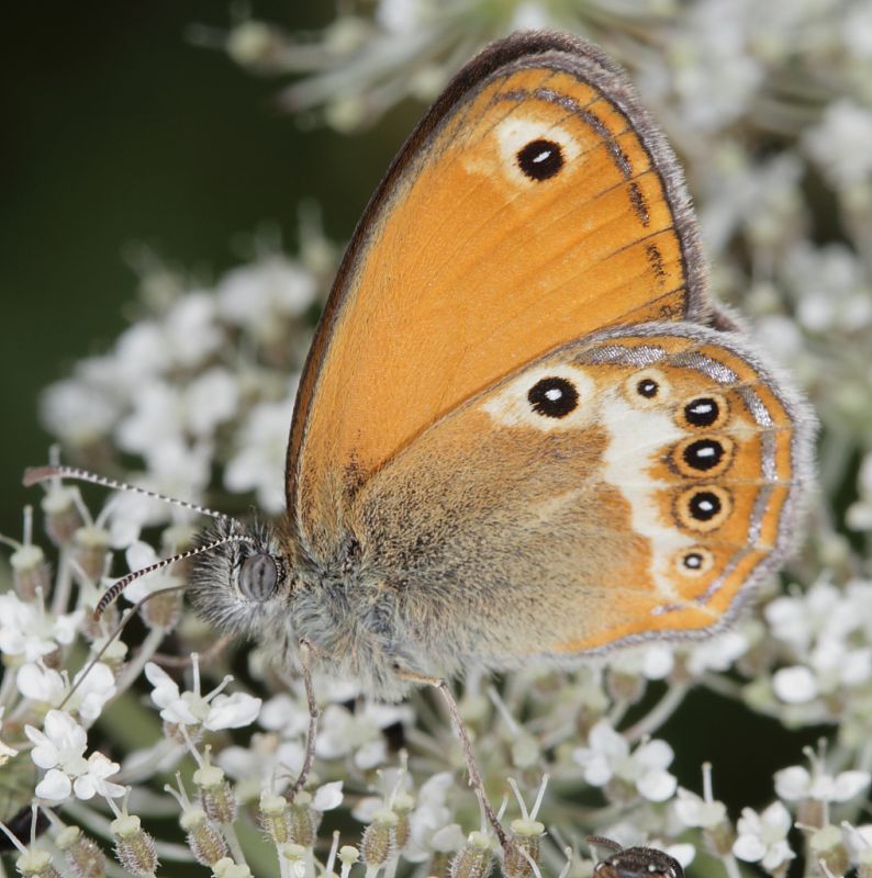 Coenonympha elbana2.JPG