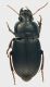 Carabidae_Orazio_30-III-2011_10,5mm.jpg