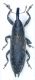 Lixus sp.jpg