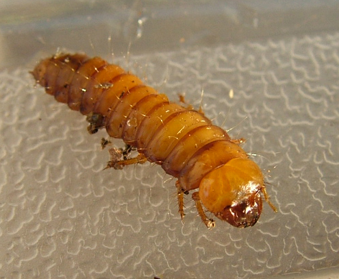 Larva S. Colomba 1.jpg
