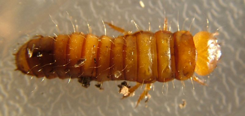 Larva S. Colomba 2.jpg