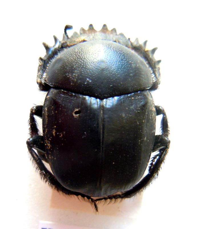 Scarabaeidae-di-Turchia-(2).jpg