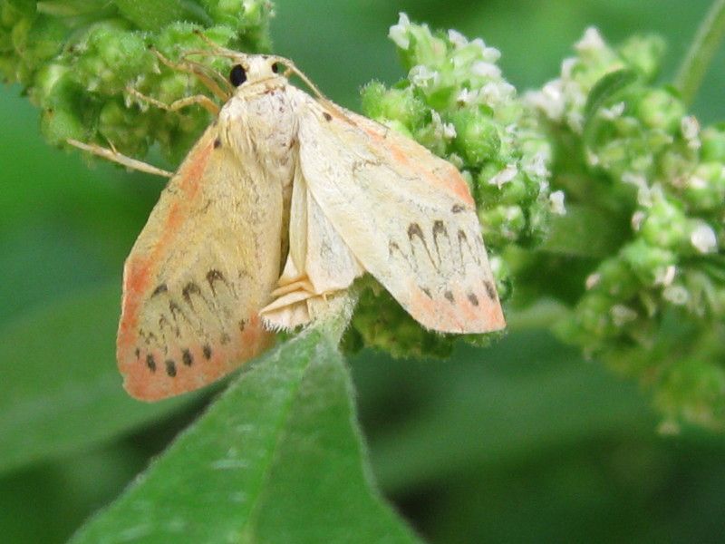 U-0334 - F037.85 - La grata, fiori di Clematide - 22 LUG 2009 196.jpg