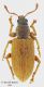 Polydrosus_modestus_piccolo.jpg