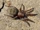 Maccarese_27-III-2011_F036.JPG
