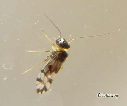 Psocoptera.jpg