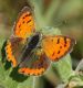 IMG_4990 Lycaena for.jpg