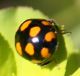 IMG_5334 Cocc for.jpg