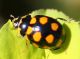 IMG_5335 cocc for.jpg