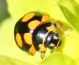 IMG_5337 cocc for.jpg