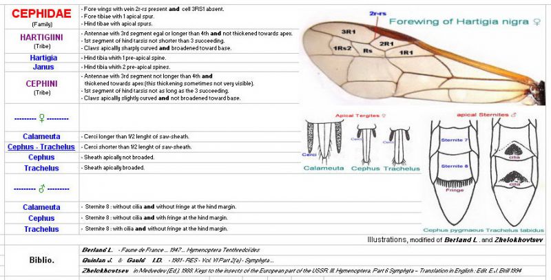 ----- Clés des CEPHIDAE Rectifiées.jpg