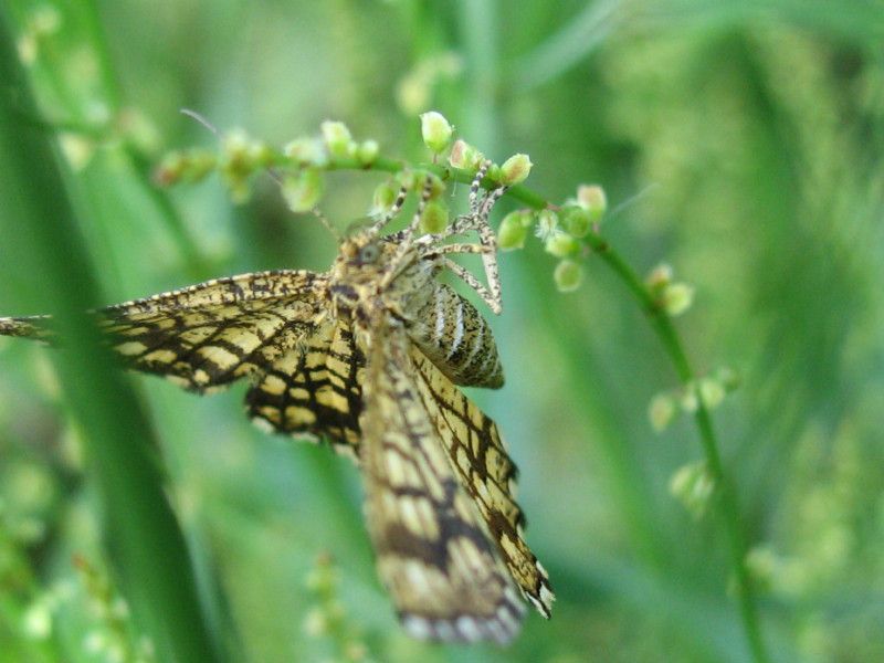 U-3013 - F031.20 - Crap dei Traversi - 21 GIU 2008 011.jpg