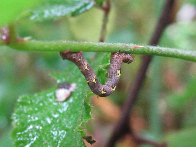 U-3014L1 - F020.25 - Prima del Mulino - 27 MAG 2007 024.jpg