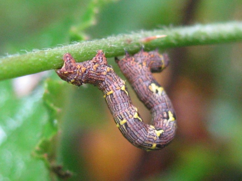 U-3014L1 - F020.25 - Prima del Mulino - 27 MAG 2007 027.jpg