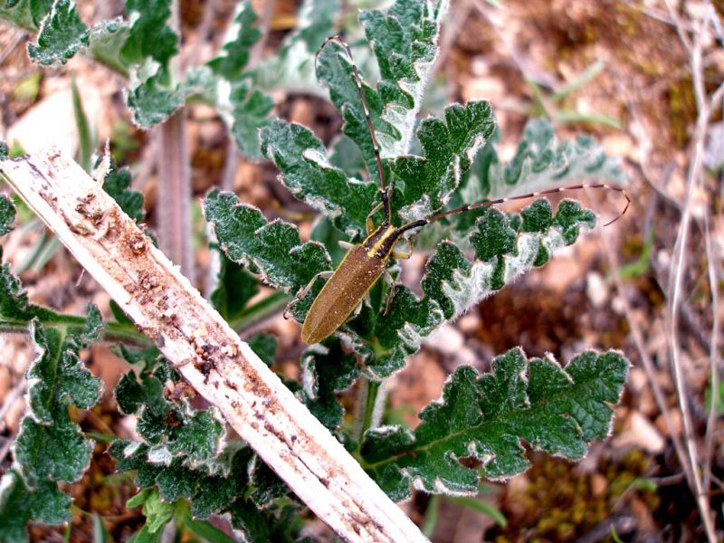 Agapanthia asphodeli_Cortijo Nuevos_adulto_SPAGNA 2011 208.jpg