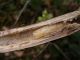 Agapanthia asphodeli_Cortijo Nuevos_pupa_SPAGNA 2011 195.jpg