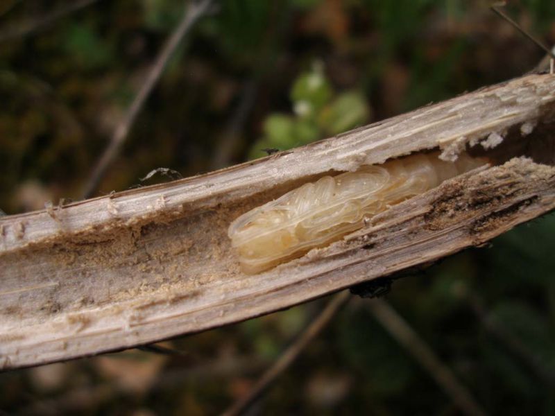 Agapanthia asphodeli_Cortijo Nuevos_pupa_SPAGNA 2011 195.jpg