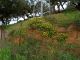 Genista linifolia_SPAGNA 2011 033.jpg