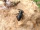 Dorcadion amori_male_Pontones_SPAGNA 2011 180.jpg