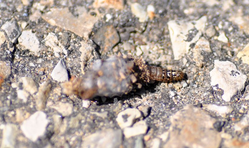 Larva1.jpg