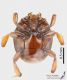 Hetaerius_ferrugineus_v_s.jpg