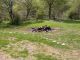 cavallo_1_Tolfa_4-IV-2011_F001.JPG