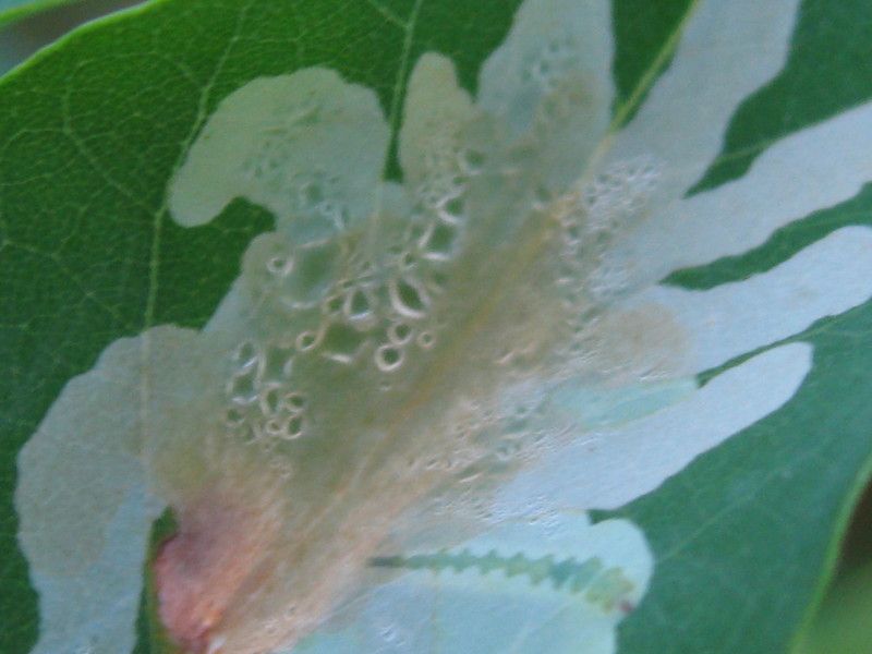 2U-3007L1 - F038.05 - e Madonnina... macro - 6 SET 2009 025.jpg