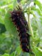 Larva Zeryn 2.jpg
