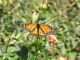 Danaus plexippus.jpg